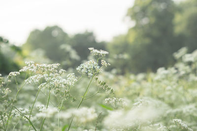 Close-up of white flowering plants on land