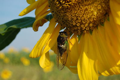 Close-up of bee pollinating on sunflower