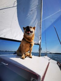 Dog sitting in boat