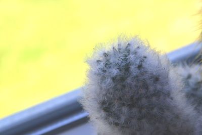 Close-up of lizard on snow