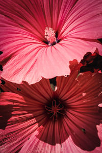 Close-up of pink hibiscus blooming outdoors