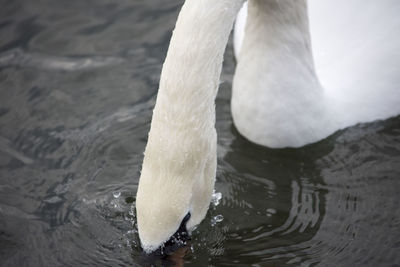 View of duck swimming in lake