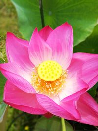 Close-up of pink flower blooming outdoors