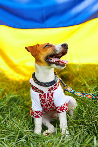 Cute puppy jack russell terrier- a patriot of ukraine