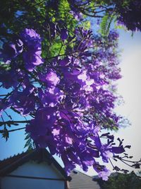 Low angle view of flowers