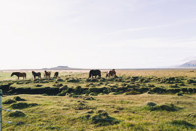 Icelandic horses in the field in iceland