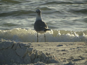 Seagull perching on a beach