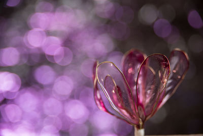 Close-up of water drops on flowering plant