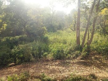 Trees growing in forest