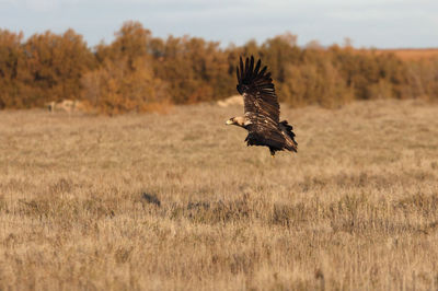 Bird flying over a field