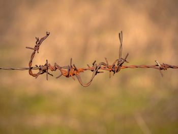 Close-up of barbed wire on field