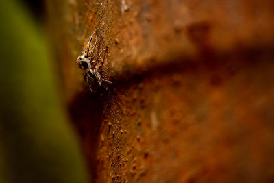 Close-up of insect on rock