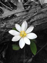 Close-up of white flower