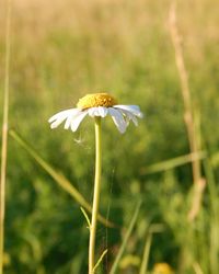 Close-up of dandelion on field