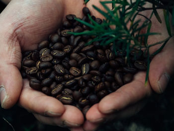 Close-up of hand holding coffee beans