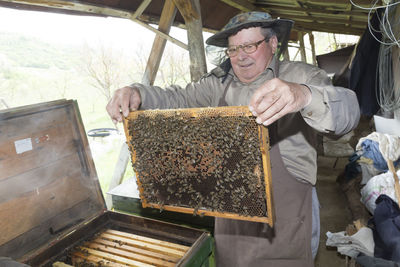 Rumania, ciresoaia, beekeeper checking frame with honeybees