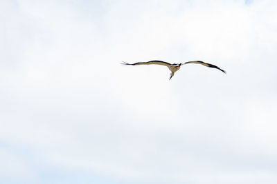 Low angle view of eagle flying against sky