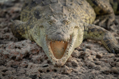 Close-up of nile crocodile opening mouth wide