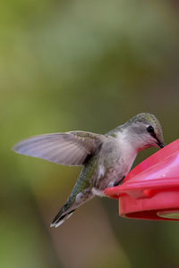 Close-up of bird perching on feeder