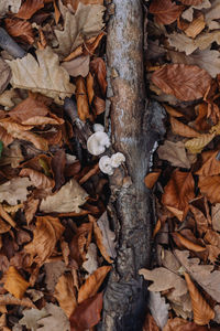 Close-up of dry leaves on tree trunk