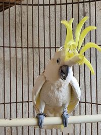 View of a parrot in cage