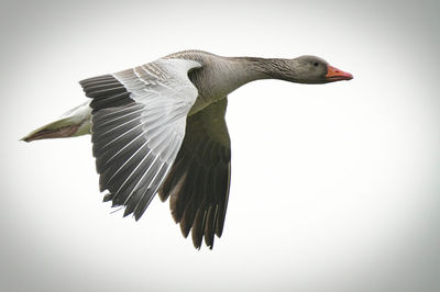 Low angle view of bird flying against sky