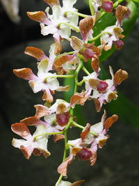 Close-up of flowers blooming outdoors