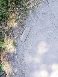 High angle view of grass