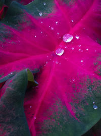 Close-up of pink flowers
