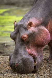 Close-up of hippopotamus