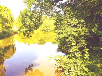 Reflection of trees in water