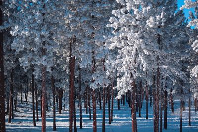 Panoramic shot of pine trees on snow covered land