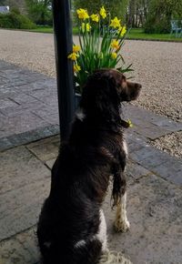 Black dog looking away on street