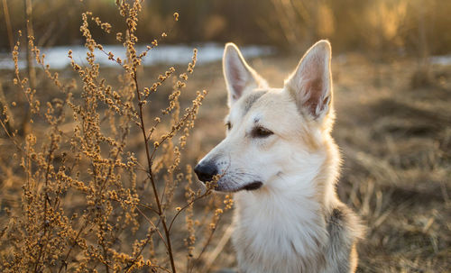 View of a dog looking away