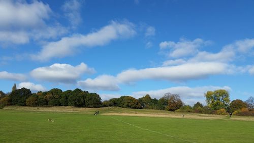 Hampstead heath. lovely day, nice weather. green open space and trees.