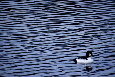 Ducks swimming in lake