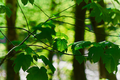 Low angle view of leaves on tree