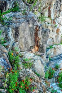 View of plants growing on rock