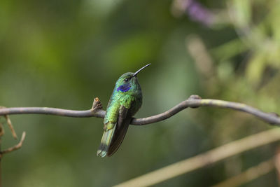 Close-up of bird perching on branch