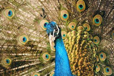 Close-up of peacock with feathers 