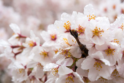 Close-up of white flowers blooming on tree