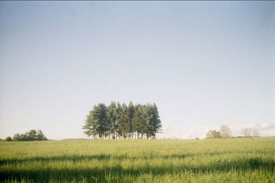 plant, landscape, sky, tree, field, environment, land, beauty in nature, tranquility, clear sky, tranquil scene, grass, copy space, nature, growth, scenics - nature, day, rural scene, green color, non-urban scene, no people, outdoors