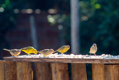 Close-up of bird perching on railing