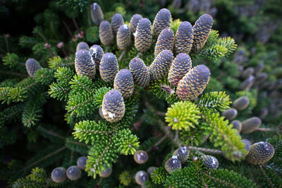 High angle view of plants