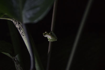 Close-up of insect on plant