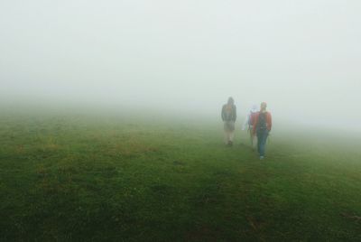 Horse on grassy field during foggy weather
