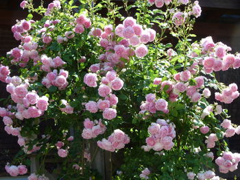 Close-up of pink flowers blooming outdoors