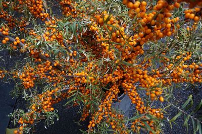 Full frame shot of fruit tree