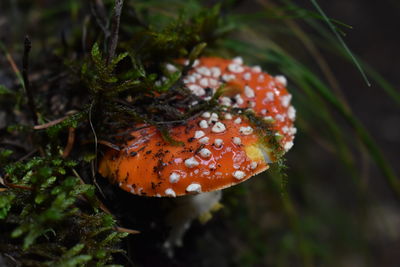 Close-up of orange mushroom growing on land