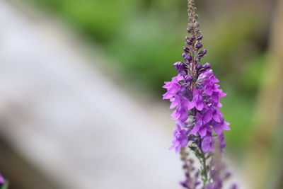 Close-up of purple flowering plant